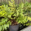 Fern Cyrtomium - Image 3