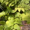 Fern Cyrtomium - Image 2