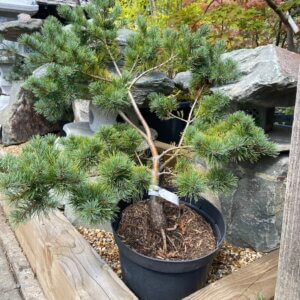 Pine Shrubs